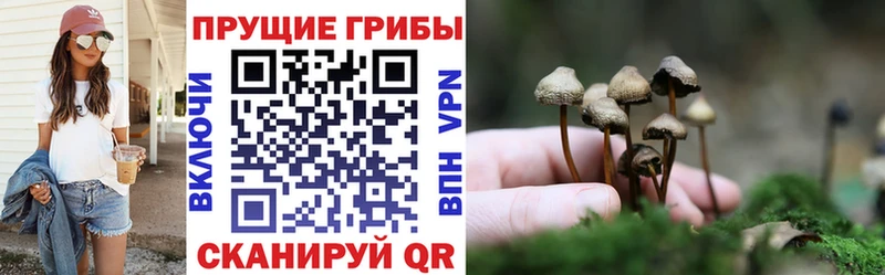 Псилоцибиновые грибы GOLDEN TEACHER  закладки  Давлеканово 